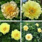 Heirloom Peony Yellow Series 4 Types Flowers 10 Seeds