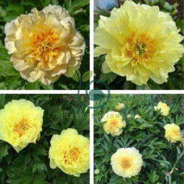 Heirloom Peony Yellow Series 4 Types Flowers 10 Seeds