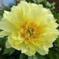 Heirloom Peony Yellow Series 4 Types Flowers 10 Seeds