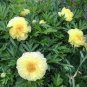 Heirloom Peony Yellow Series 4 Types Flowers 10 Seeds