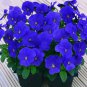 Viola Cornuta Blue Pansy  60 Seeds