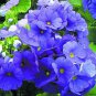Viola Cornuta Blue Pansy  60 Seeds