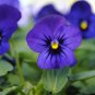 Viola Cornuta Blue Pansy  60 Seeds