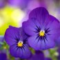 Viola Cornuta Blue Pansy  60 Seeds