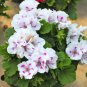 Geranium Purely White Petals Purple Spot Flower  20 Seeds