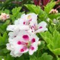 Geranium Purely White Petals Purple Spot Flower  20 Seeds