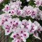 Geranium Purely White Petals Purple Spot Flower  20 Seeds