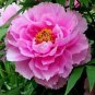 Peony Rose Water Pink Petals Flower 10 Seeds