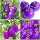 Tomato Giant Purple Fruitr 200 Seeds
