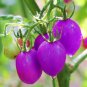 Tomato Giant Purple Fruitr 200 Seeds