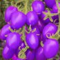 Tomato Giant Purple Fruitr 200 Seeds