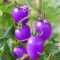 Tomato Giant Purple Fruitr 200 Seeds
