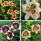 Hemerocallis Middendorffii Daylily 200 Seeds