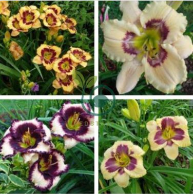 Hemerocallis Middendorffii Daylily 200 Seeds