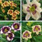 Hemerocallis Middendorffii Daylily 200 Seeds