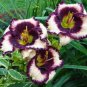 Hemerocallis Middendorffii Daylily 200 Seeds