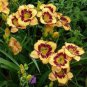 Hemerocallis Middendorffii Daylily 200 Seeds