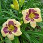 Hemerocallis Middendorffii Daylily 200 Seeds