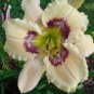 Hemerocallis Middendorffii Daylily 200 Seeds