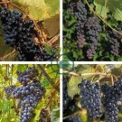 LaCrescent Golden Brown Grape 200 Seeds