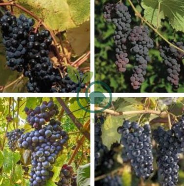 LaCrescent Golden Brown Grape 200 Seeds