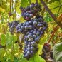 LaCrescent Golden Brown Grape 200 Seeds