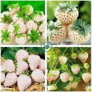 Strawberry Cream White Sweet Fruit 40 Seeds