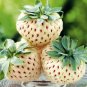 Strawberry Cream White Sweet Fruit 40 Seeds
