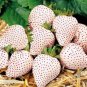 Strawberry Cream White Sweet Fruit 40 Seeds