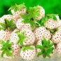 Strawberry Cream White Sweet Fruit 40 Seeds