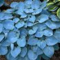 Colorful Hosta Flores Bonsai 200 Seeds