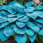 Colorful Hosta Flores Bonsai 200 Seeds