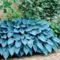 Colorful Hosta Flores Bonsai 200 Seeds