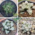 Haworthia truteriorum Hybrids Gray Semilucent White Bonsai Succulent 10 Seeds