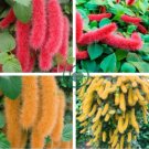 Hybrid F2 Chenille Plant (Acalypha pendula) 200 Seeds
