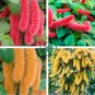 Hybrid F2 Chenille Plant (Acalypha pendula) 200 Seeds