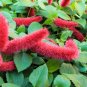 Hybrid F2 Chenille Plant (Acalypha pendula) 200 Seeds