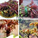 Chinese Toon  Edible Red Oil Toon Sinensis Tree Bonsai 100 Seeds