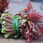 Chinese Toon  Edible Red Oil Toon Sinensis Tree Bonsai 100 Seeds
