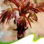 Chinese Toon  Edible Red Oil Toon Sinensis Tree Bonsai 100 Seeds