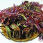 Chinese Toon  Edible Red Oil Toon Sinensis Tree Bonsai 100 Seeds