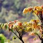 Chinese Toon  Edible Red Oil Toon Sinensis Tree Bonsai 100 Seeds
