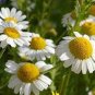 Chamomile German Herbals Flowers Chrysanthemum 40 Seeds