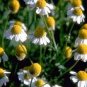 Chamomile German Herbals Flowers Chrysanthemum 40 Seeds