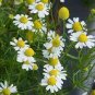 Chamomile German Herbals Flowers Chrysanthemum 40 Seeds