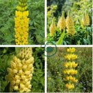 Yellow Blue White Lupine Flowers 40 Seeds