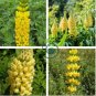 Yellow Blue White Lupine Flowers 40 Seeds