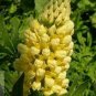 Yellow Blue White Lupine Flowers 40 Seeds