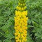 Yellow Blue White Lupine Flowers 40 Seeds