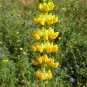 Yellow Blue White Lupine Flowers 40 Seeds